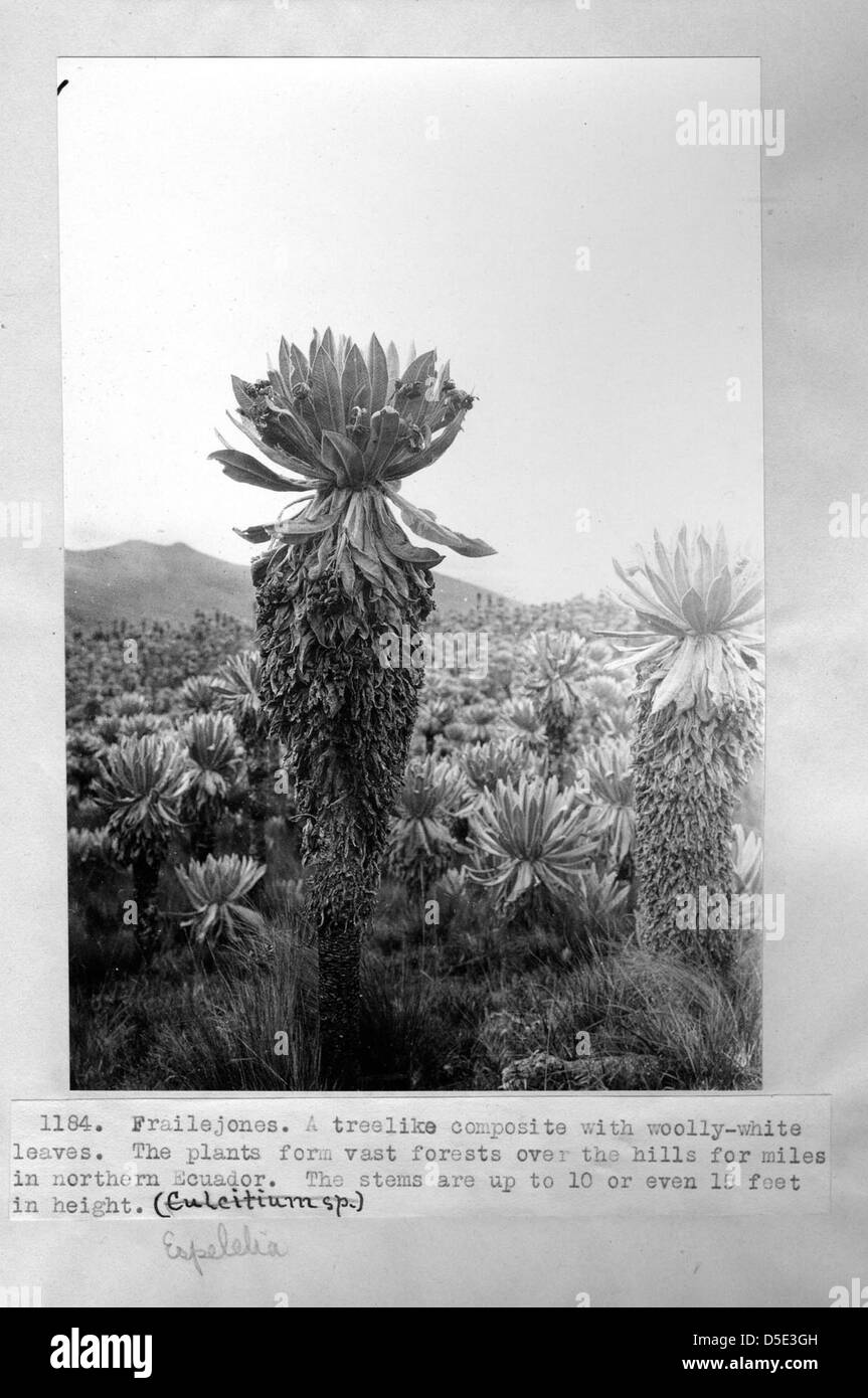 Plant of the northern andes Black and White Stock Photos & Images - Alamy
