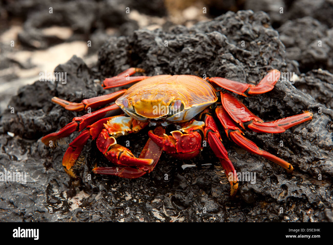 Sally Lightfoot Crab or Red Rock Crab (Grapsus grapsus) eating the claw of another crab Stock Photo