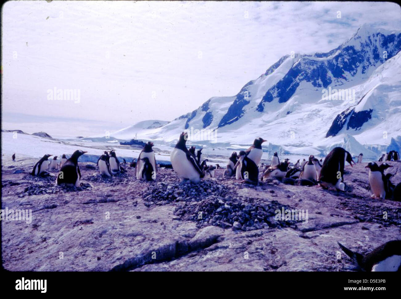 Penguins on the Palmer Peninsula, 10-11am January 28, 1963 Stock Photo