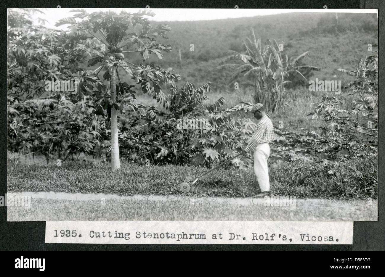 Mary Agnes Chase's Field Work in Brazil, Image No. 1935. Cutting Stenotaphrum at Dr. Rolf's, Vicosa. Stock Photo