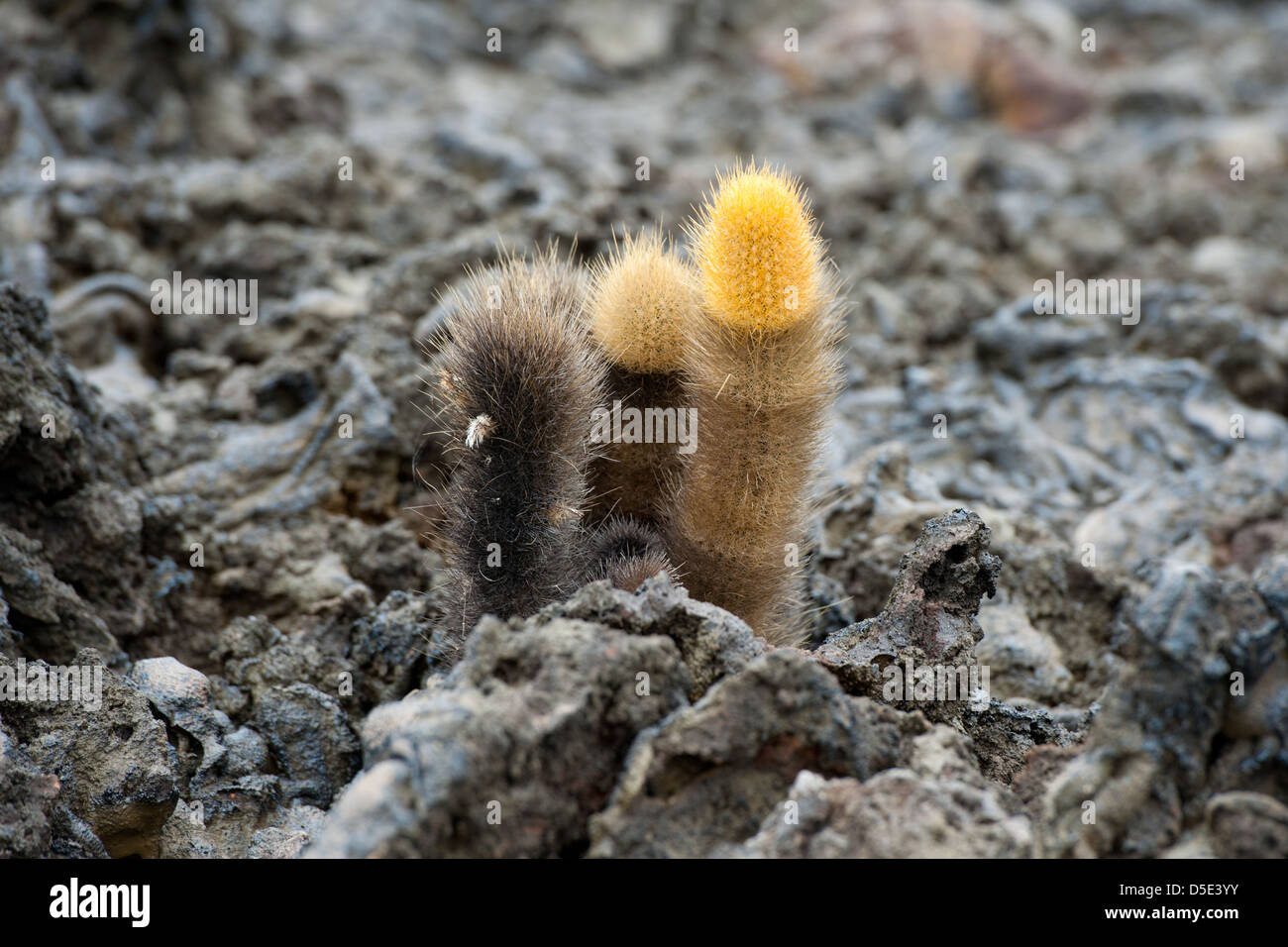 Lava Cactus (Brachycereus nesioticus) growing in lava rock Stock Photo