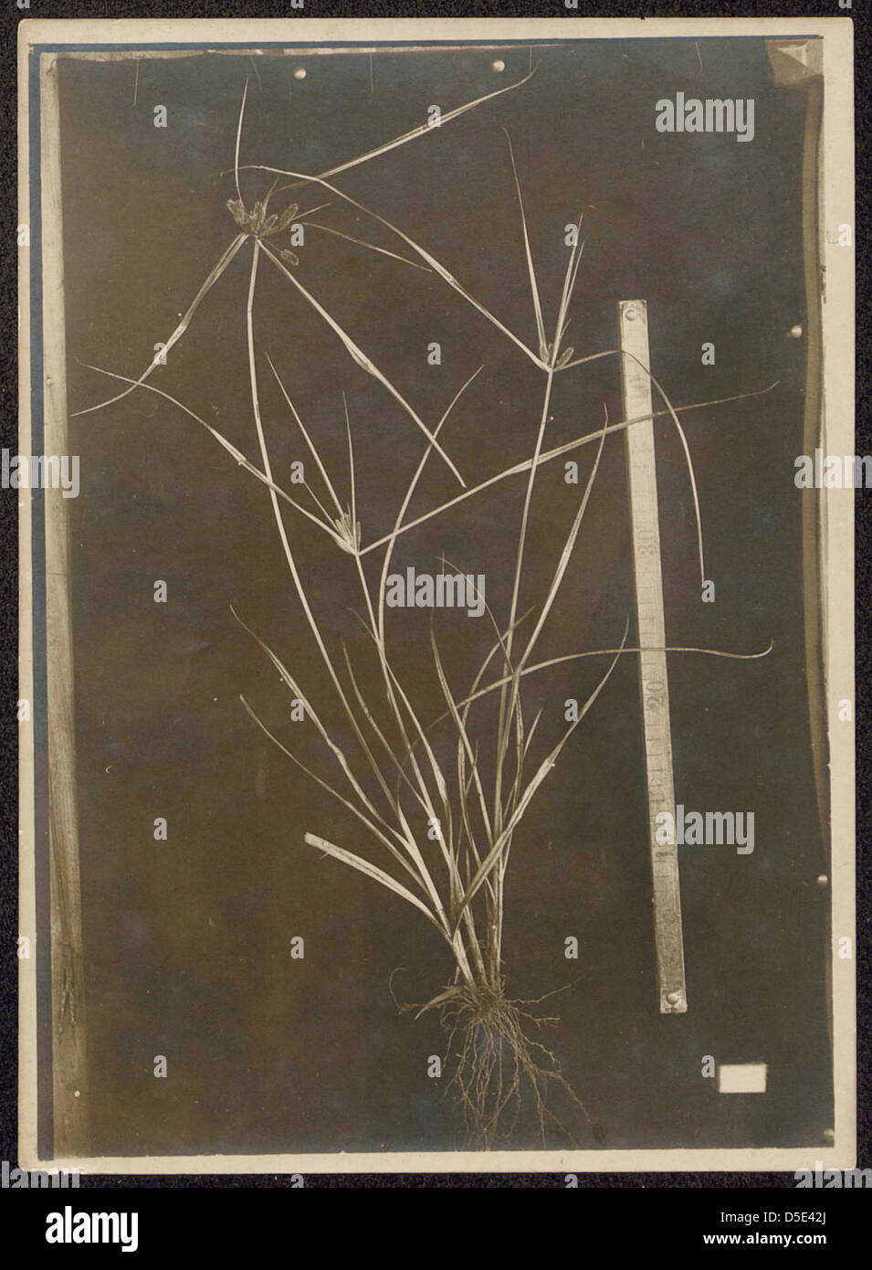 Unidentified botanical specimen (grass) Stock Photo