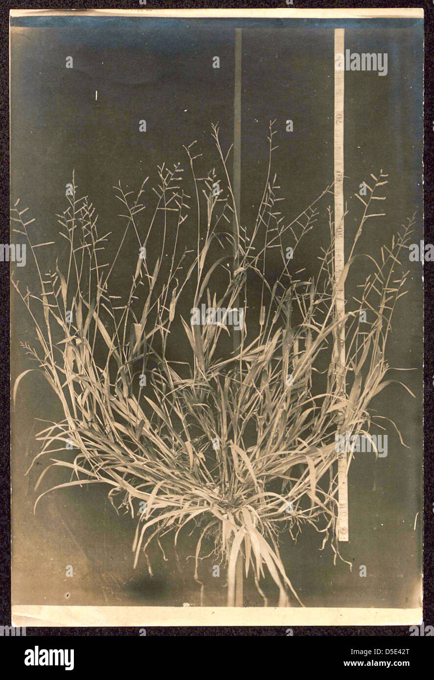 Unidentified botanical specimen (grass) Stock Photo