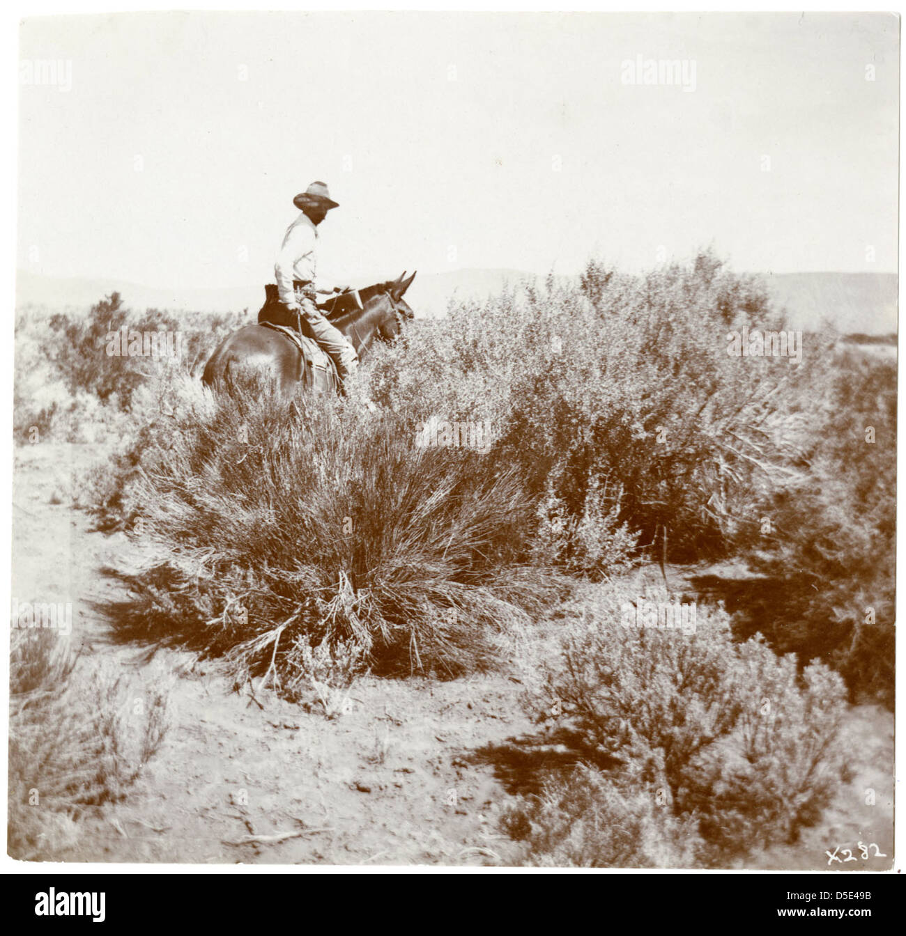 Vernon Orlando Bailey on horseback in Rabbit Hole Basin, Nevada, 1898 Stock Photo
