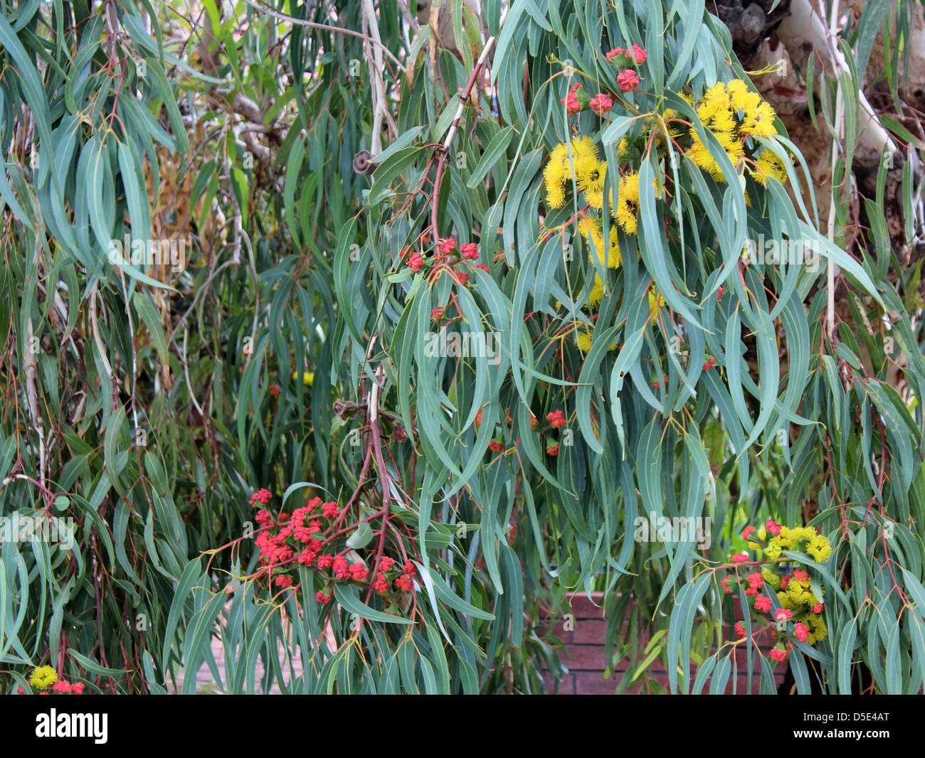 Beautiful ornamental West Australian  Illyarrie mallee tree eucalyptus  erythrocorys  in autumn bloom with red capped large buds Stock Photo