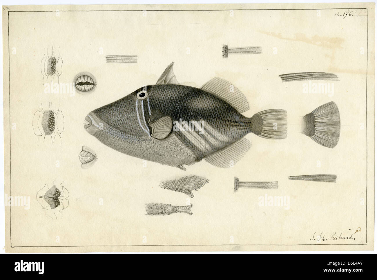 An illustration of a Balistoid fish, a type of fish from the family ...