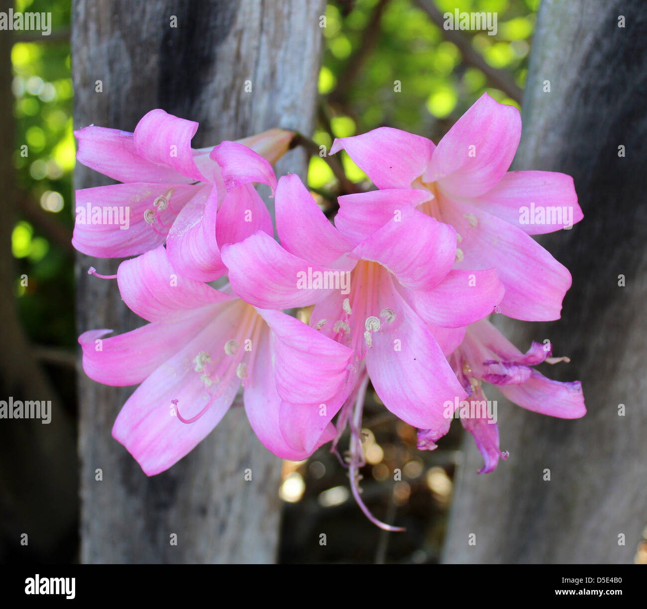 Pale pink lily species flowering at Easter in Australia often named