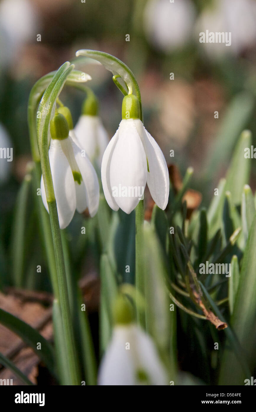 Snowdrops blooming, early spring. Cook County, Illinois. Not native to North America, a garden escape. Stock Photo