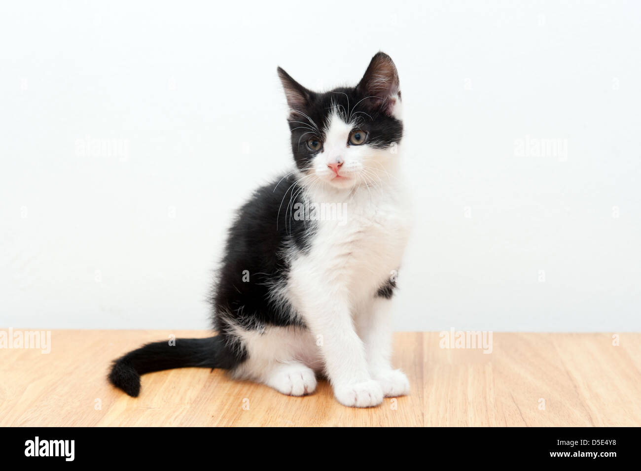 A 9 week old kitten sitting Felis catus Stock Photo Alamy