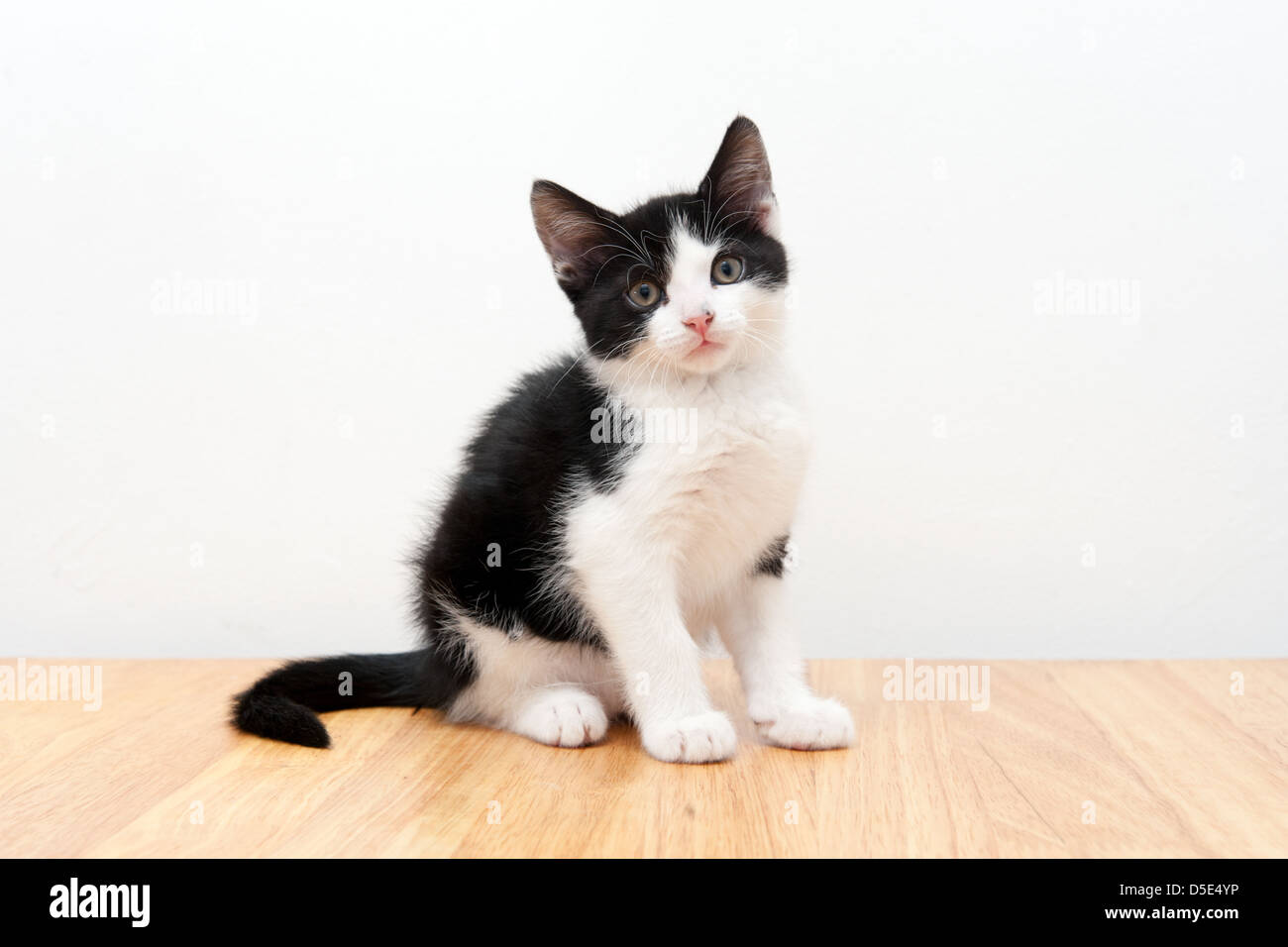 A 9week old kitten sitting (Felis catus Stock Photo Alamy