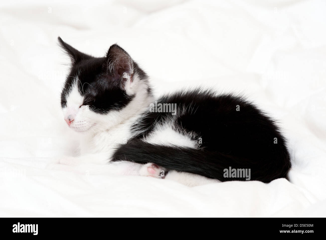 A 9 week old kitten sleeping Felis catus Stock Photo Alamy