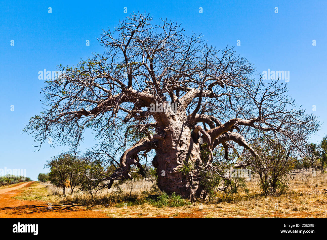 Australia, Western Australia, Kimberley, boab tree at the Gibb River Road near Derby Stock Photo