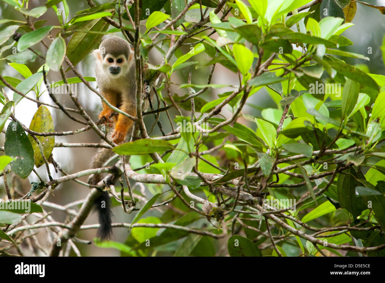 An Ecuadorian Squirrel Monkey (Saimiri cassiquiarensis macrodon) Stock Photo