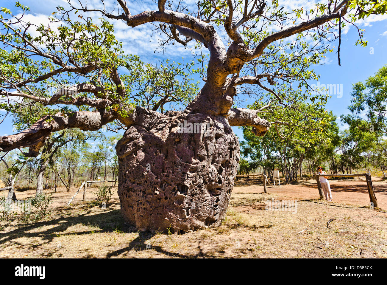 Australia, Western Australia, Derby, Prison Baob Tree Stock Photo