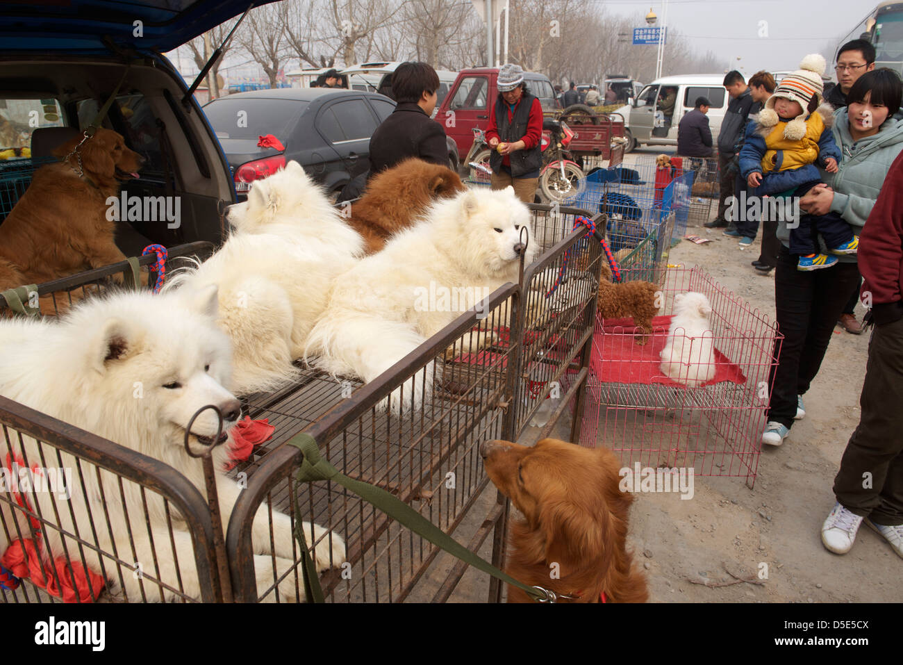 dog market