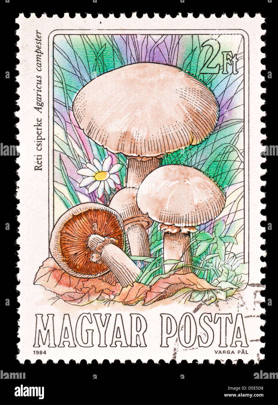Postage stamp from Hungary depicting a field mushroom (Agaricus campester) Stock Photo