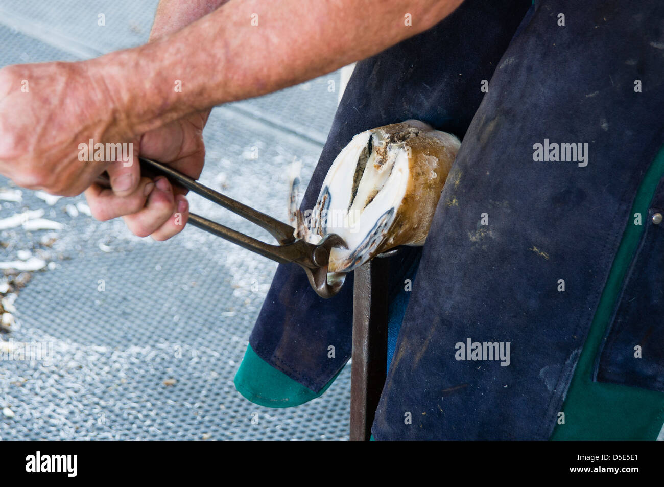 Farrier at work trimming a horse hoof in preparation for placing the