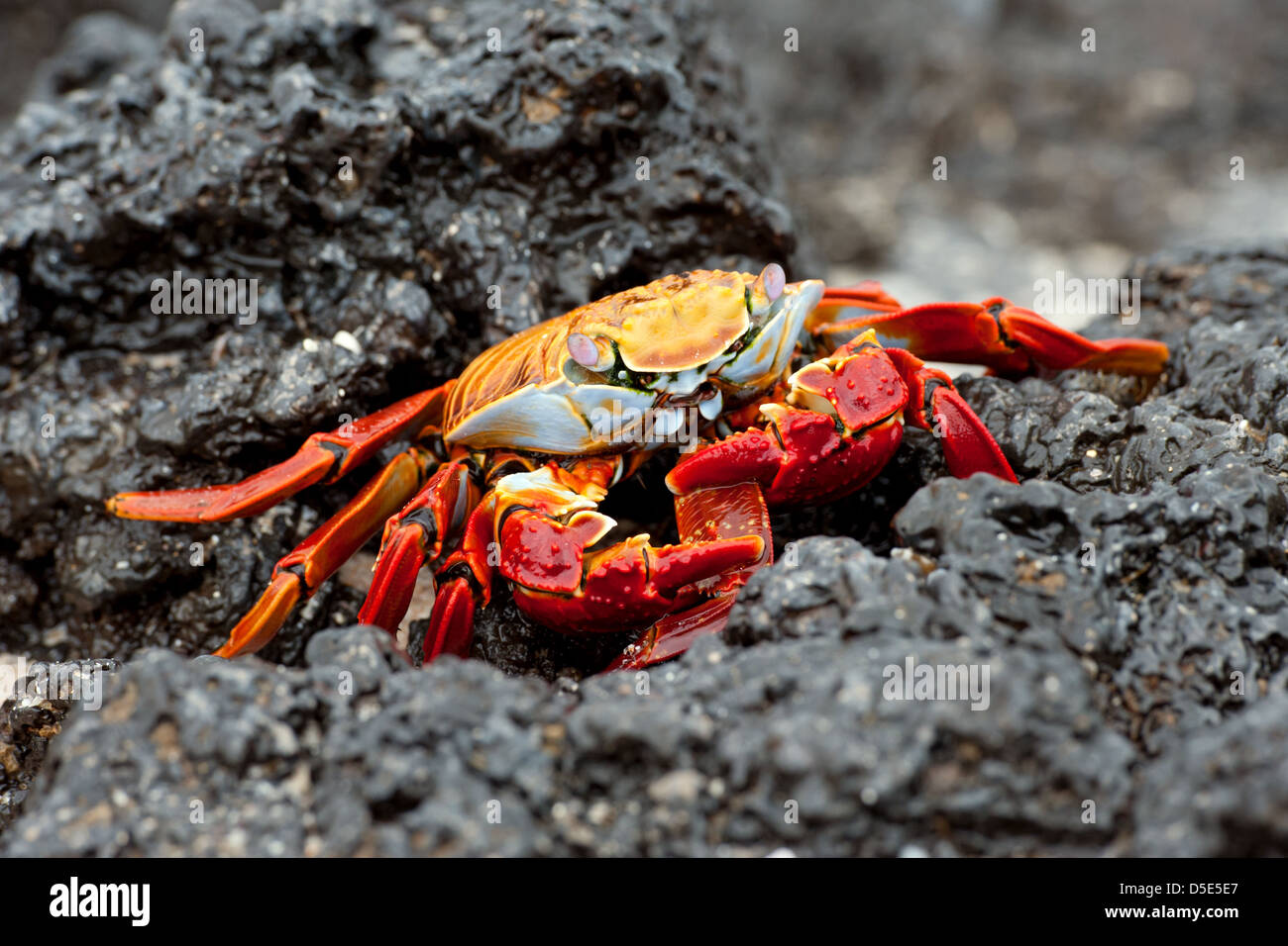 Sally Lightfoot Crab or Red Rock Crab (Grapsus grapsus) eating the claw of another crab Stock Photo