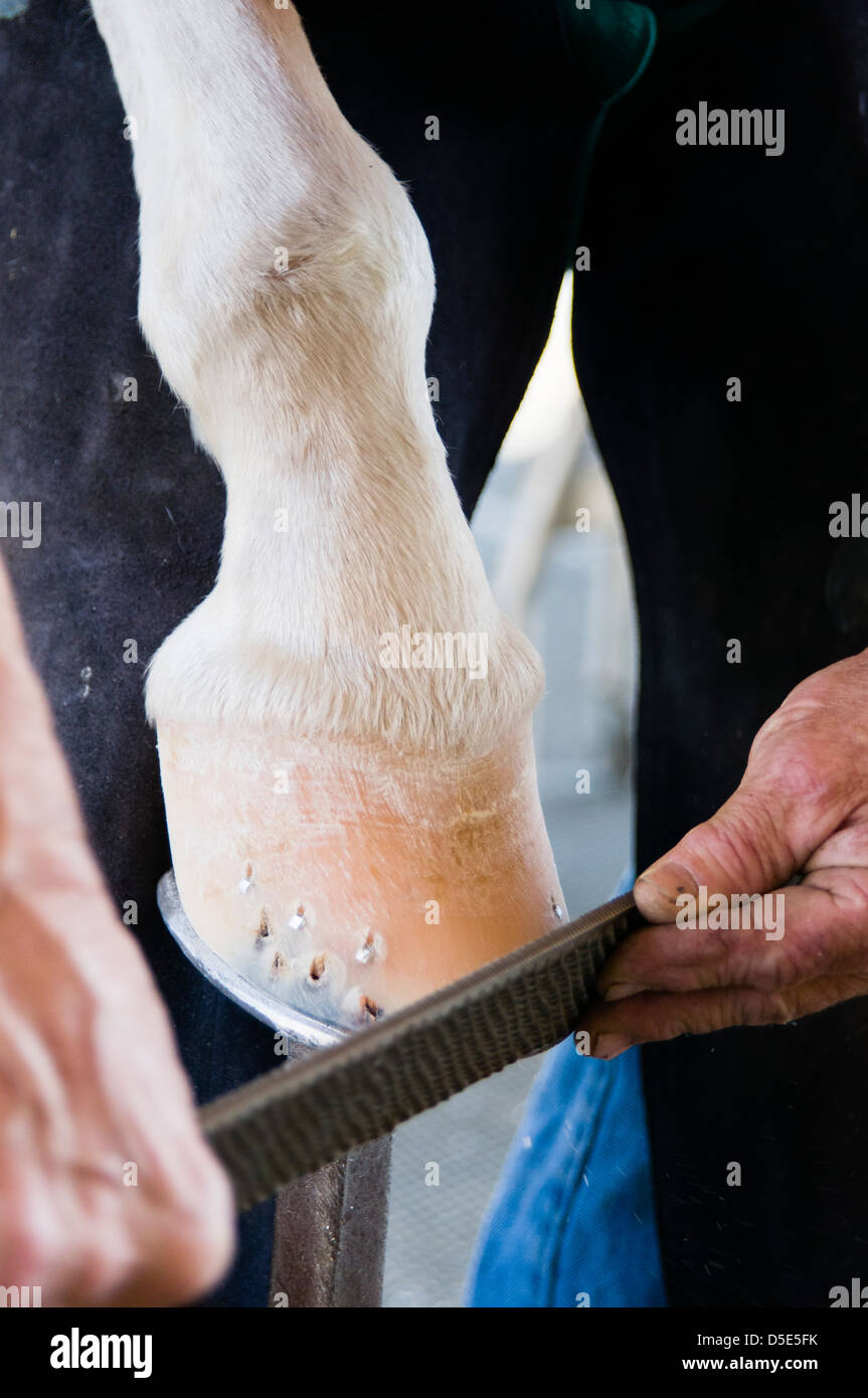A farrier rasps the bottom of a horse hoof in preparation for placing