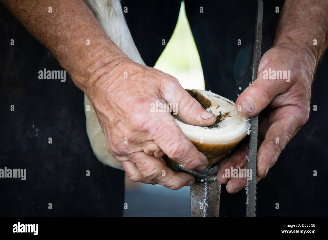 A farrier rasps the bottom of a horse hoof in preparation for placing