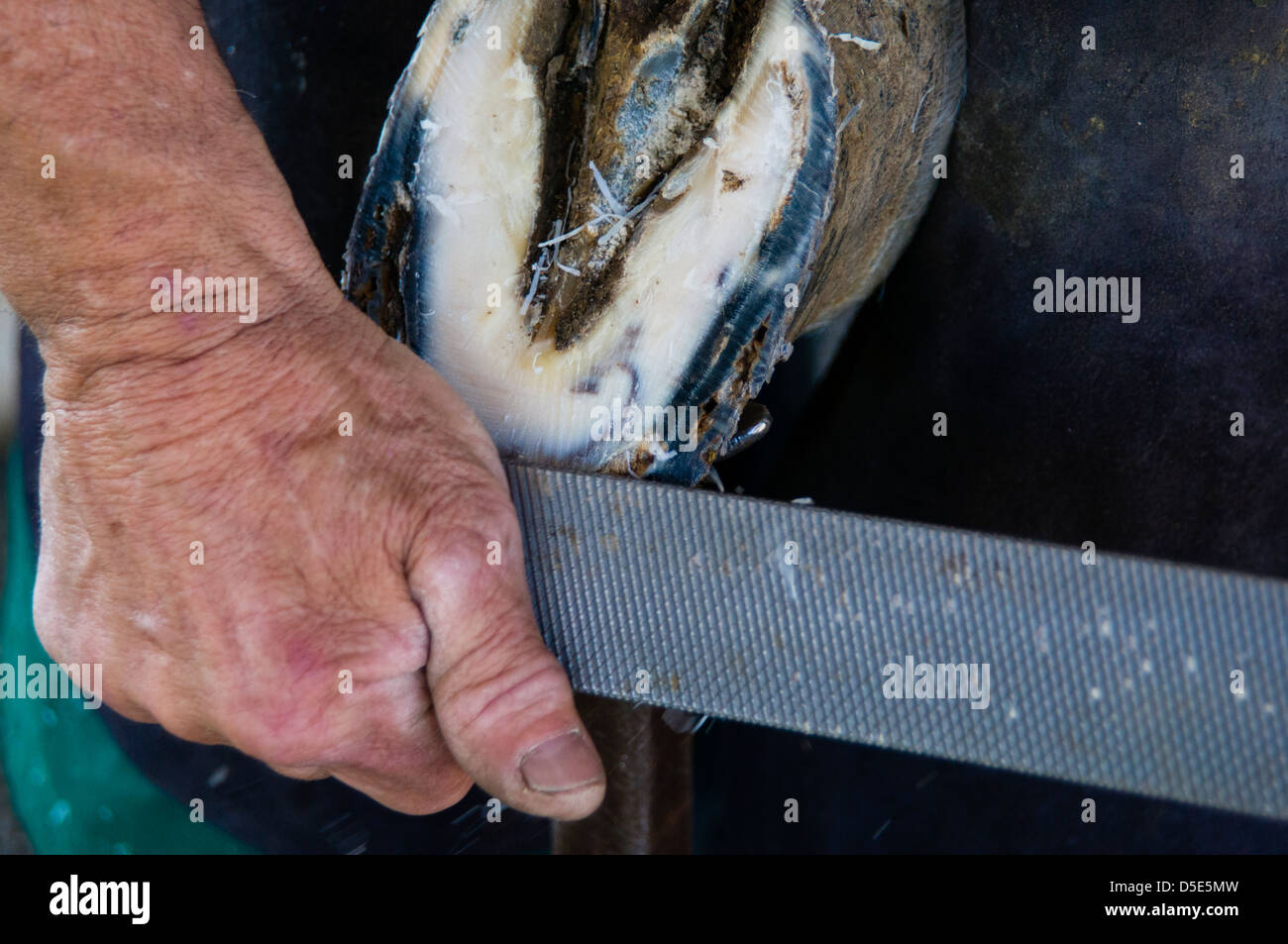 A farrier rasps the bottom of a horse hoof in preparation for placing