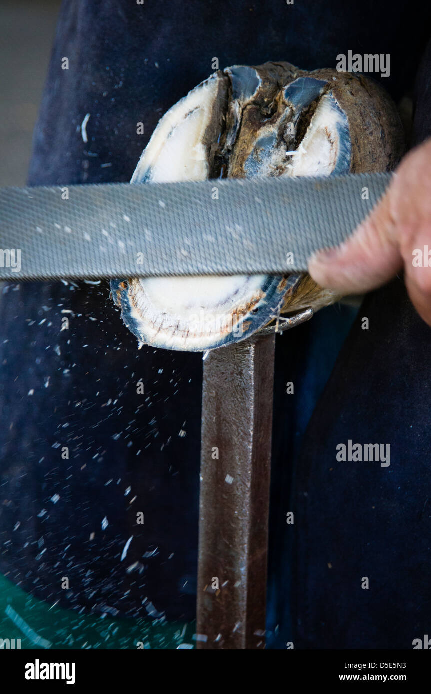 A farrier rasps the bottom of a horse hoof in preparation for placing