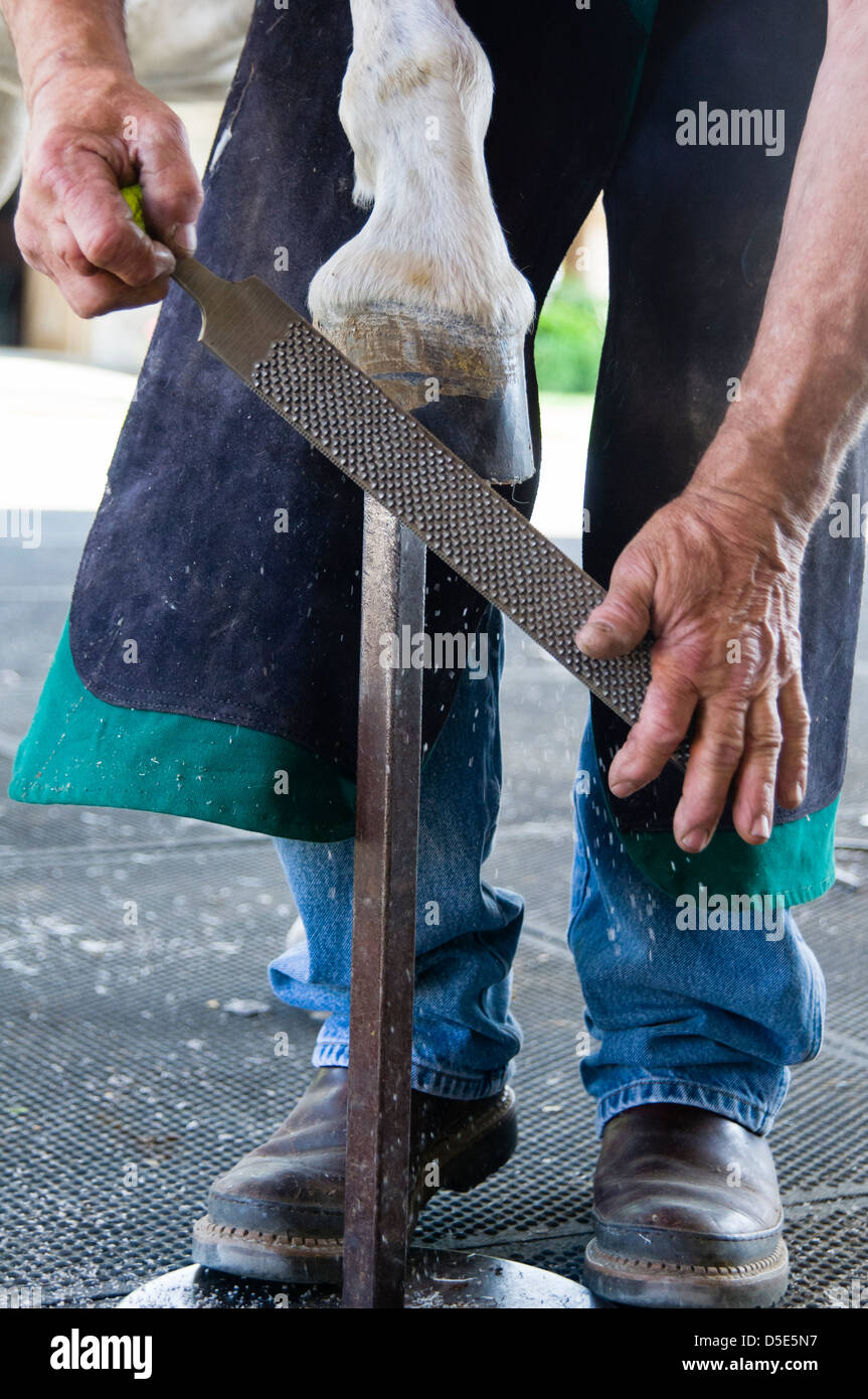 A farrier rasps the bottom of a horse hoof in preparation for placing
