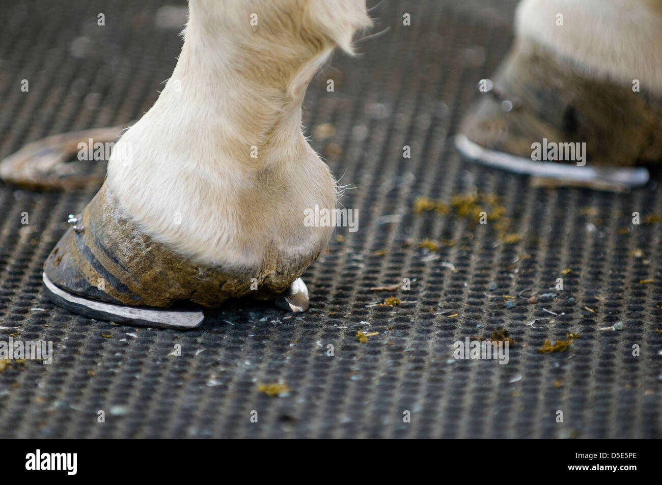 Horse hooves with new horseshoes Stock Photo Alamy