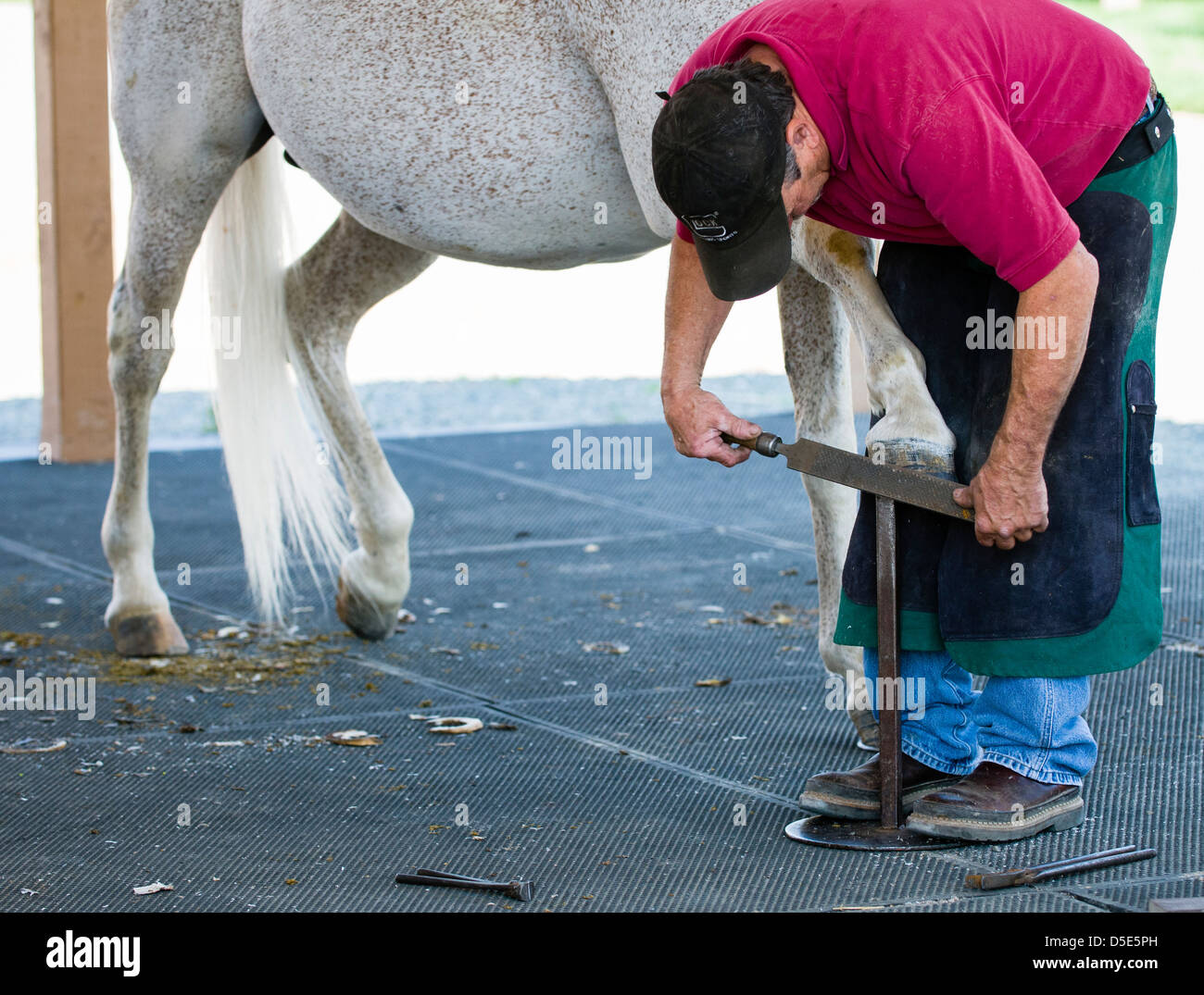 A farrier rasps the bottom of a horse hoof in preparation for placing