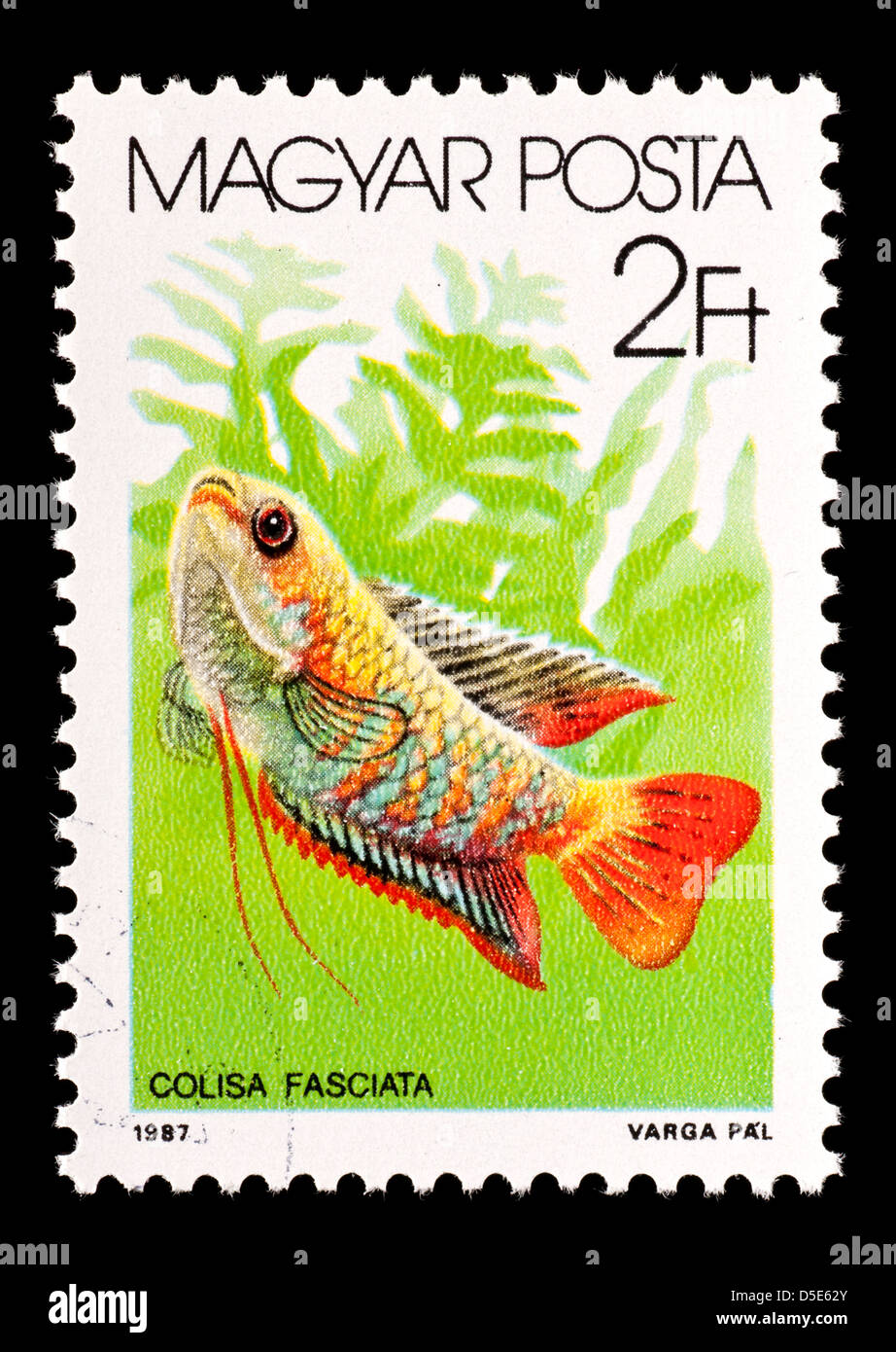 Postage stamp from Hungary depicting a male tropical Banded Gourami (Colisa fasciata) Stock Photo