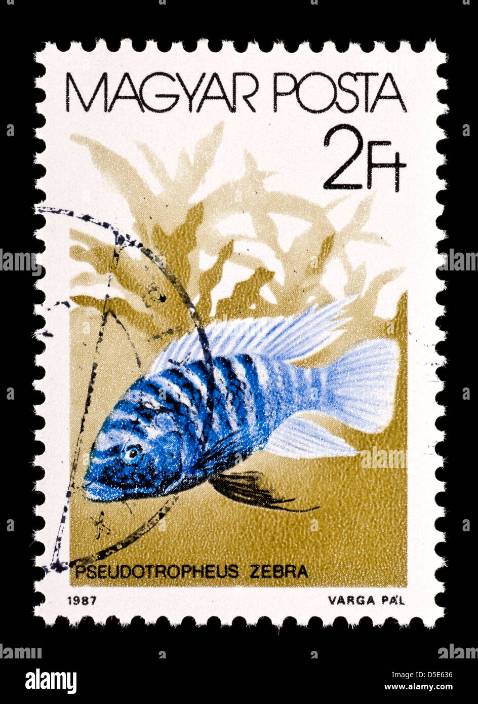 Postage stamp from Hungary depicting a  Zebra Cichlid (Pseudotropheis zebra) Stock Photo