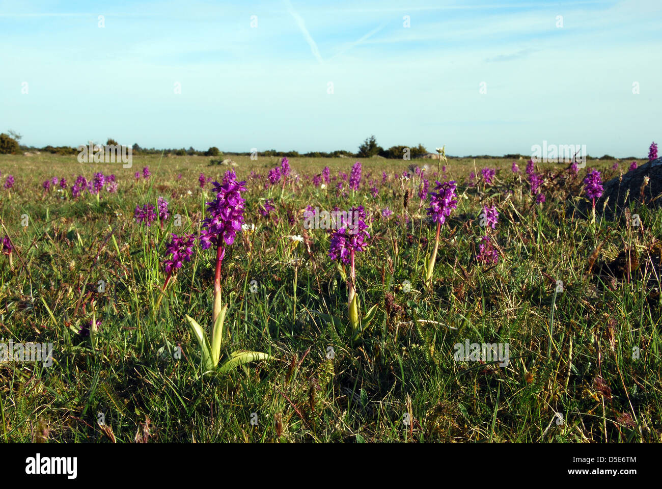 Purple spring flowers Stock Photo - Alamy