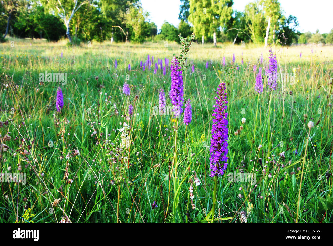 Summer bloom in the meadow Stock Photo