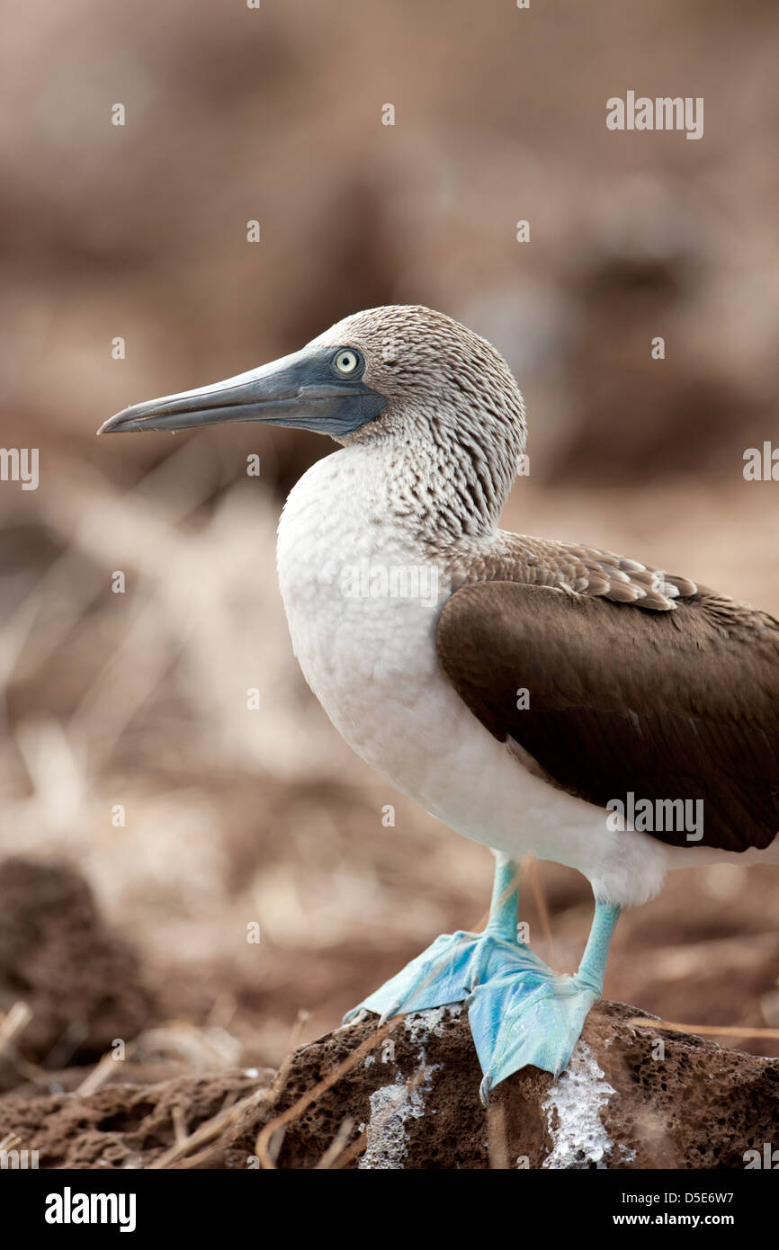 Blue Footed Boobie or Booby (Sula nebouxii) standing on a rock Stock Photo