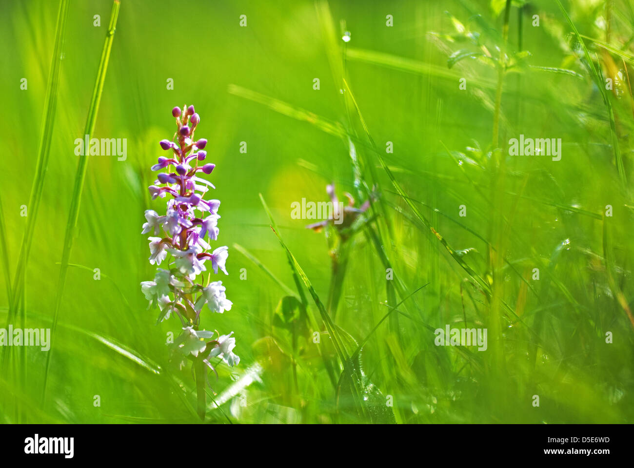 Summersymbol hires stock photography and images Alamy