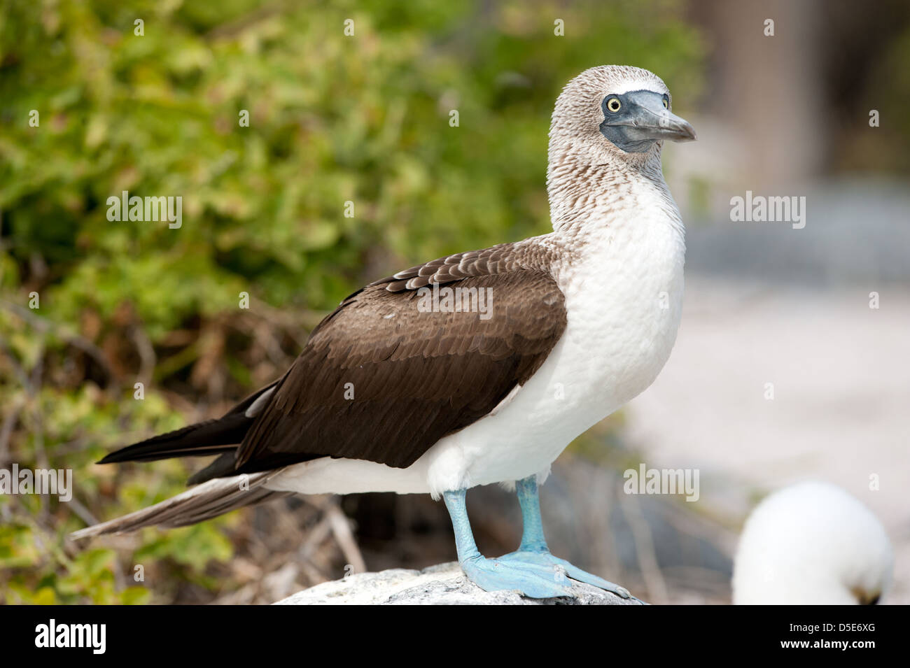 Blue Footed Boobie or Booby (Sula nebouxii) standing on a rock Stock Photo