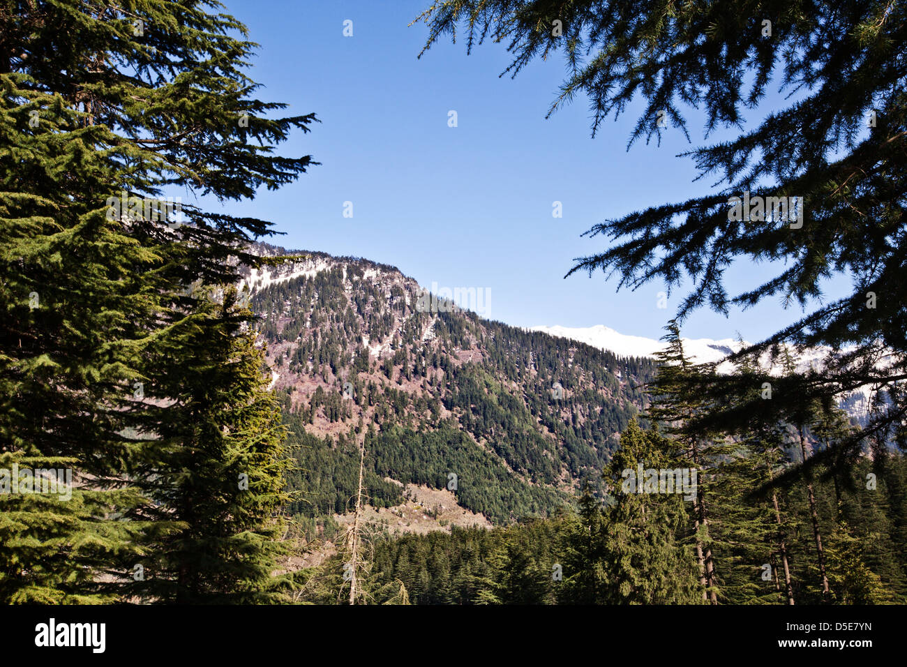 Trees in a forest with mountains in the background, Manali, Himachal