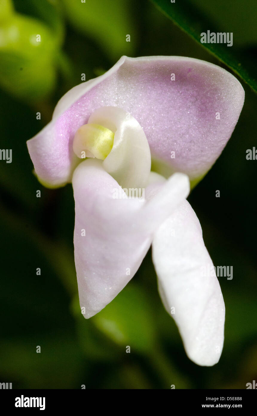 Pink bean Flower Stock Photo Alamy