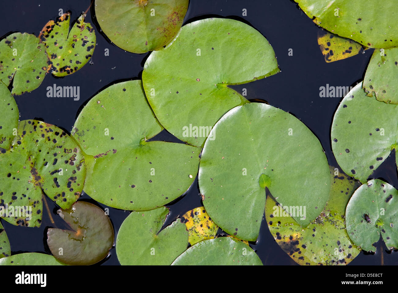 Water Lily Root High Resolution Stock Photography And Images Alamy Water Lily Root High Resolution Stock Photography And Images Alamy
