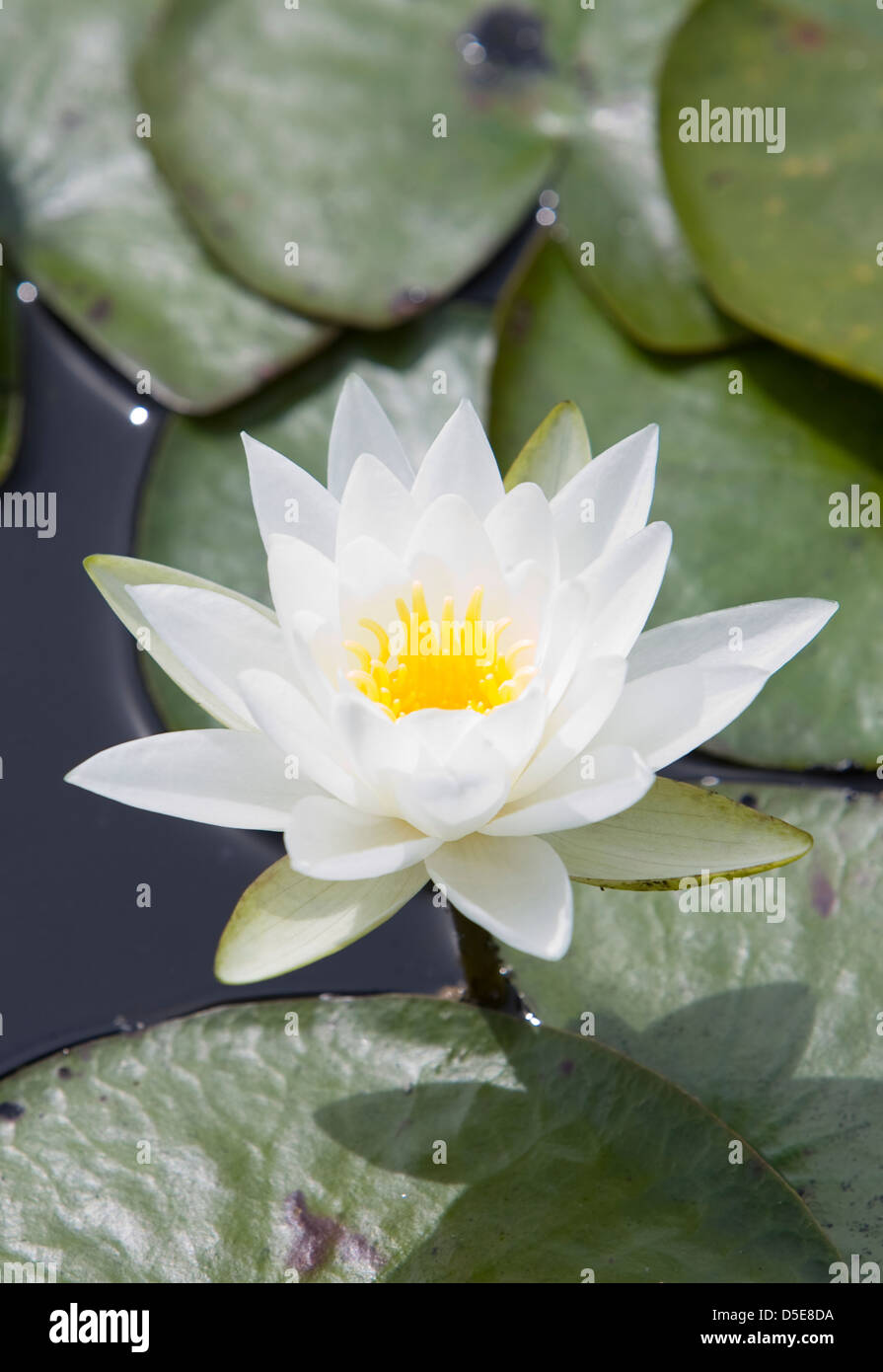 Fragrant Water Lily or Beaver Root (Nymphaea odorata) Stock Photo