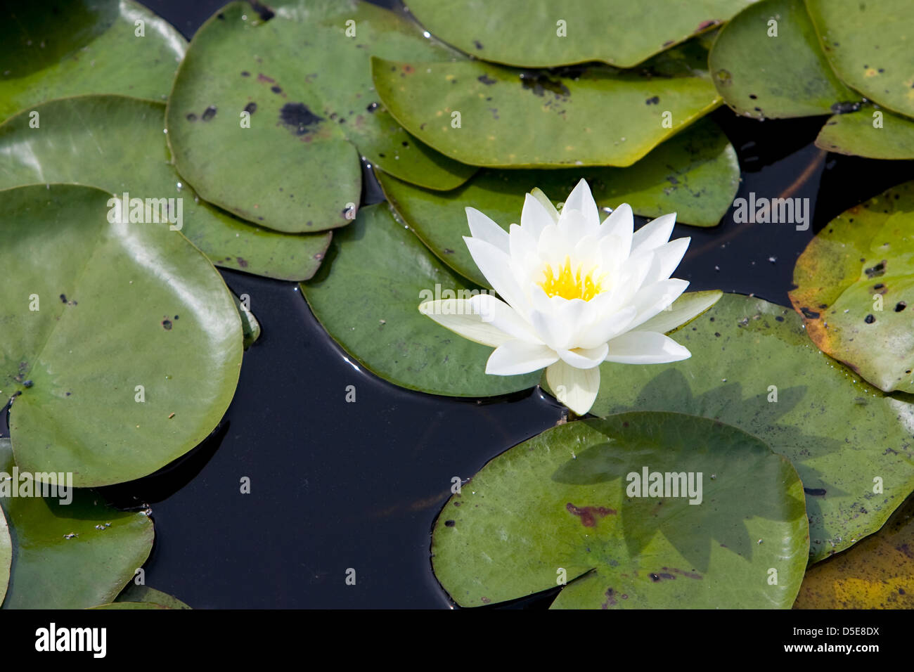 Fragrant Water Lily or Beaver Root (Nymphaea odorata) Stock Photo