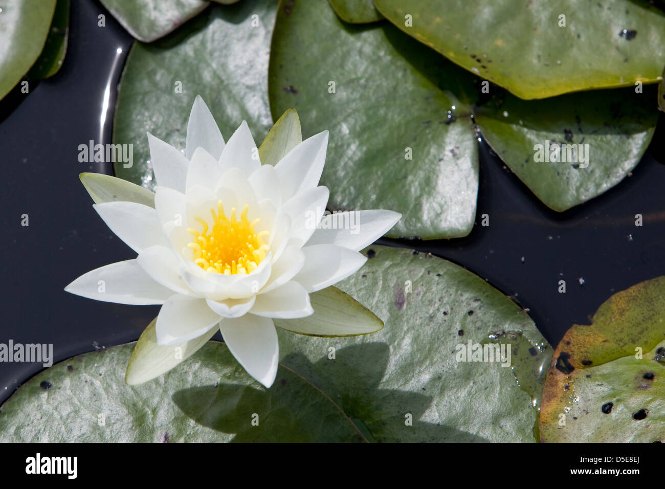 Fragrant Water Lily or Beaver Root (Nymphaea odorata) Stock Photo