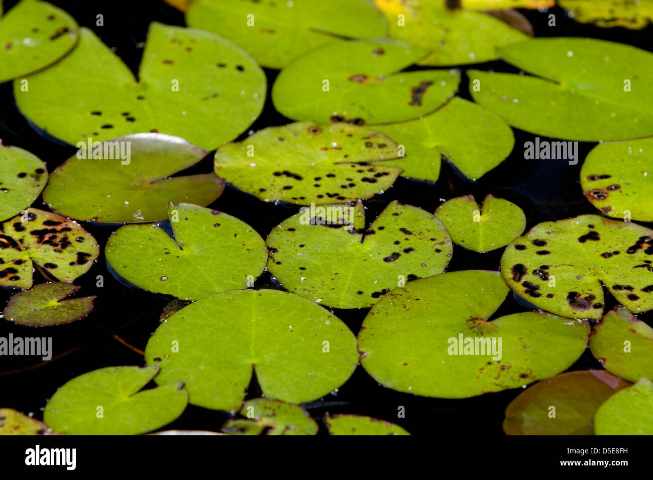 Water Lily Root High Resolution Stock Photography And Images Alamy