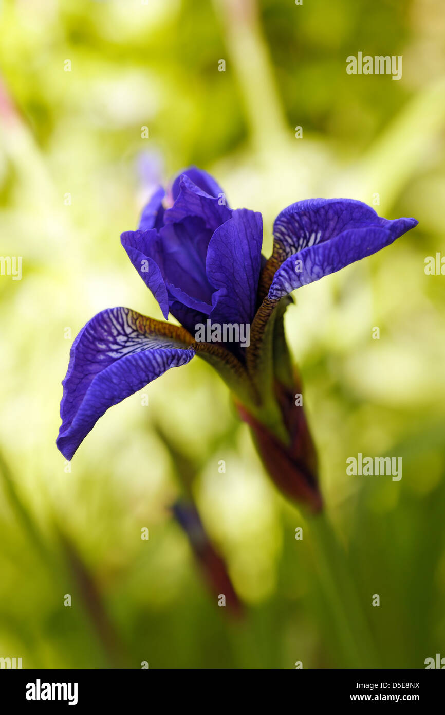 Close-up of iris sibirica, the Siberian Iris or Siberian flag Stock Photo