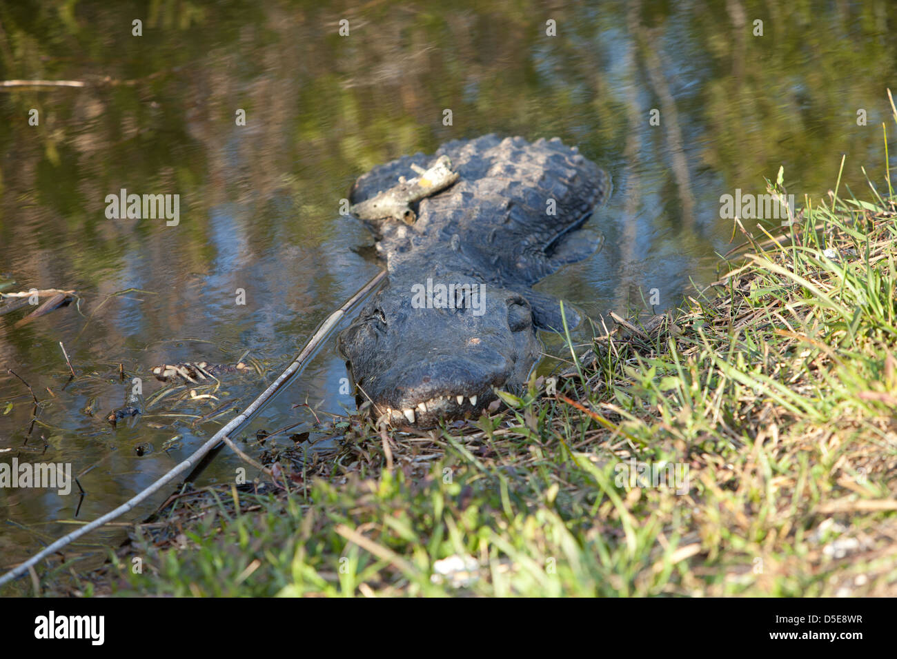 Alligator Florida wildlife Stock Photo