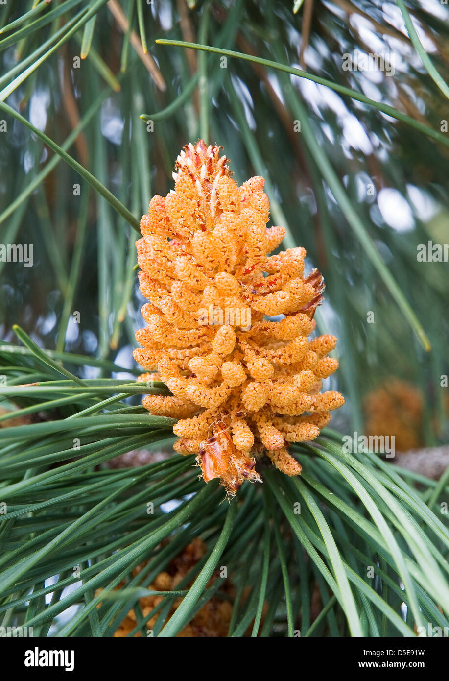 Pine cone detail in nature. The photo is taken outdoors. Stock Photo