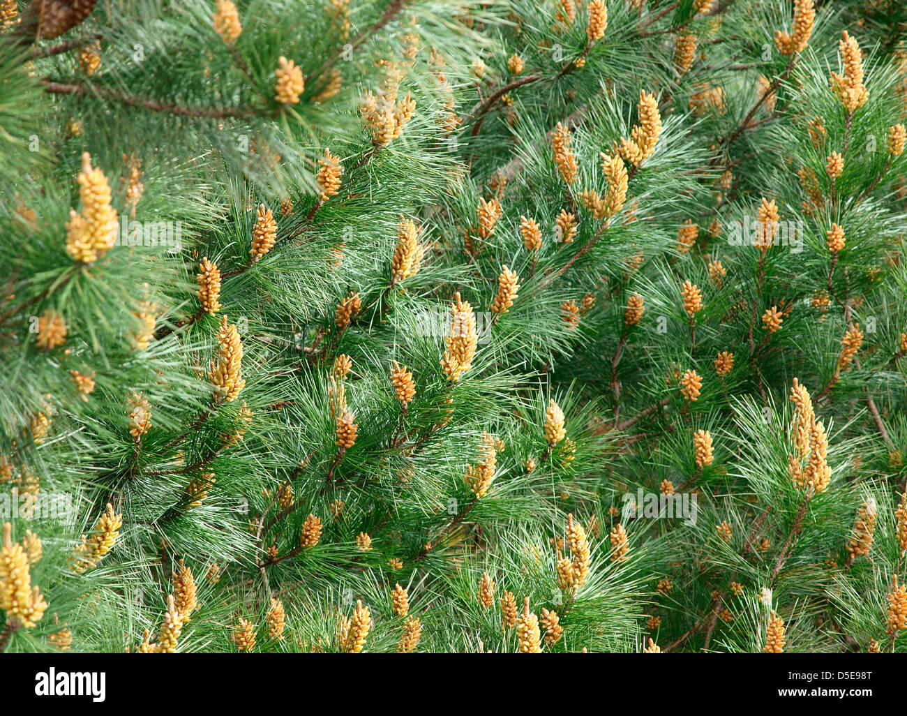 Pine leaf background. A nature detail. Stock Photo