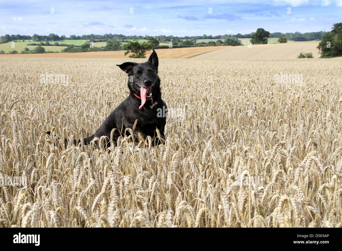 A black dog plays in a field of barley. Stock Photo