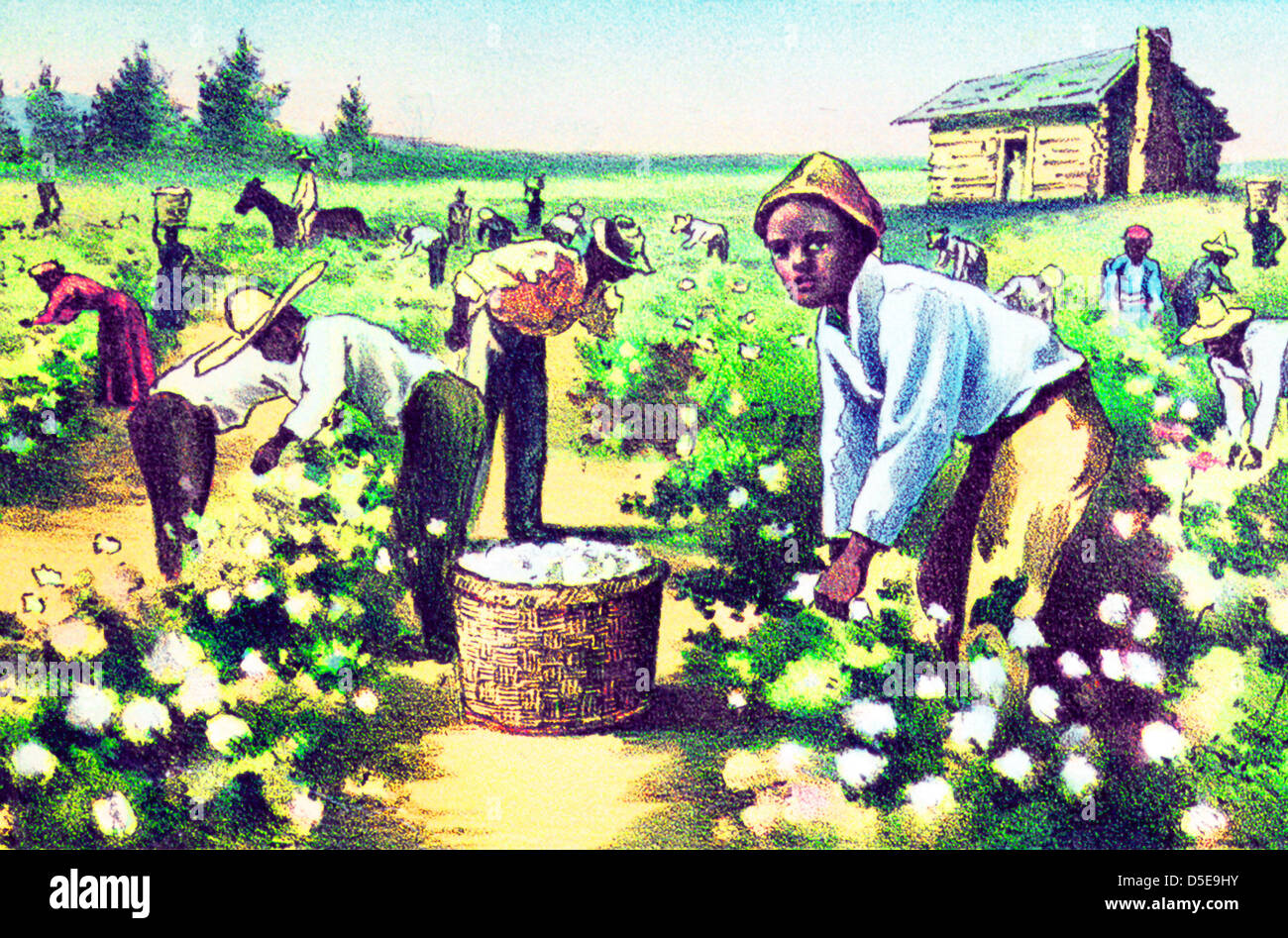 Vintage print depicting slaves working on an American cotton plantation