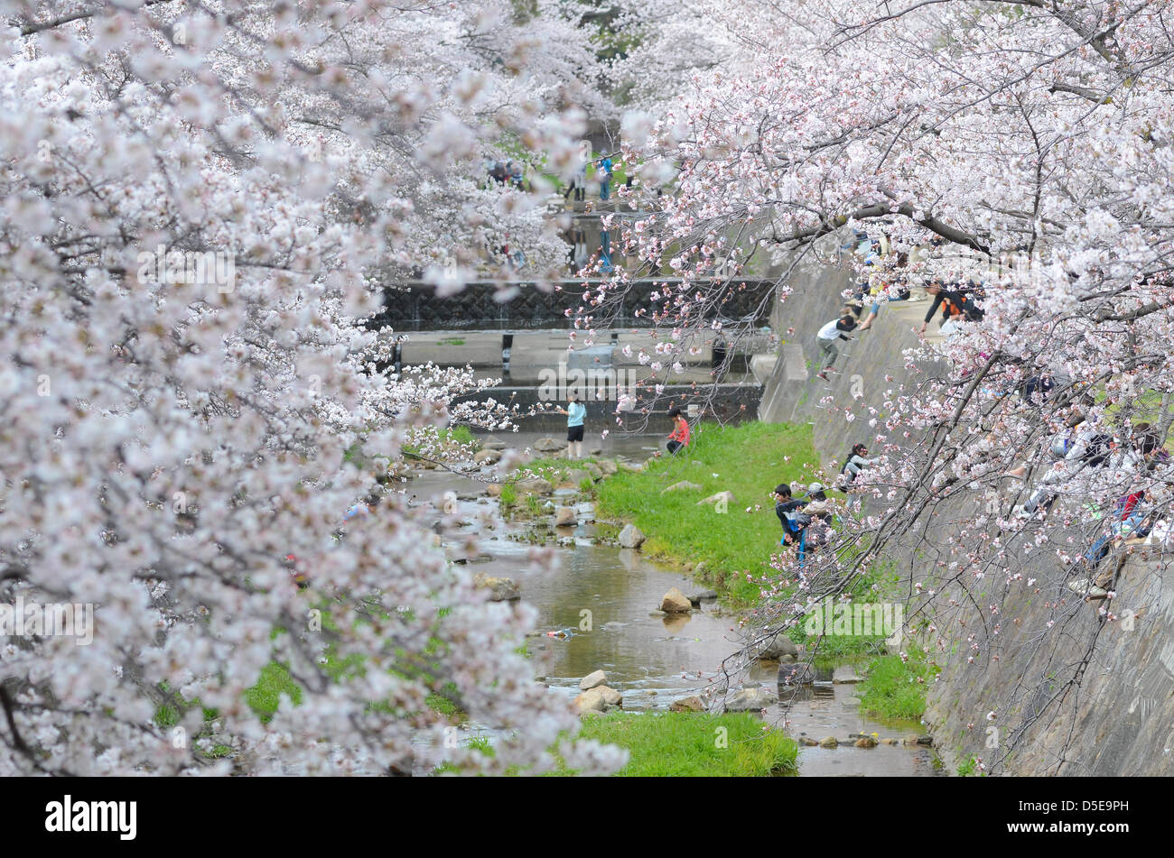 Kobe, Japan. 30th March, 2013 – Families and friends gather along a river in Shukugawa near Kobe on Saturday to celebrate the coming of spring. Credit image: Trevor Mogg / Alamy Live News Stock Photo